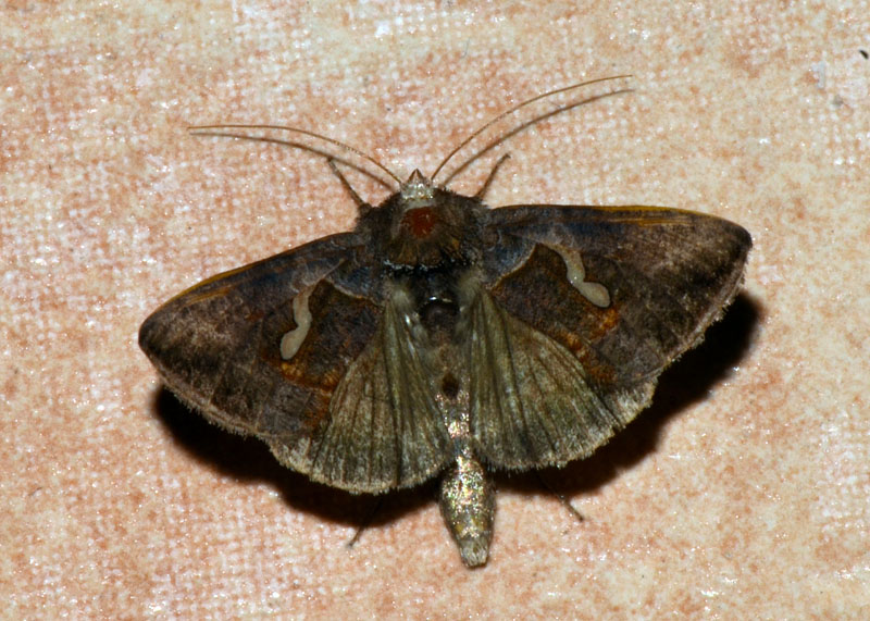 Noctuidae Macdunnoughia confusa